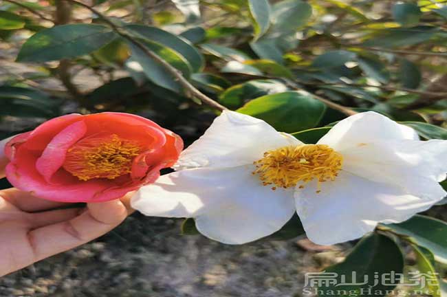 廣東紅花（huā）油茶苗