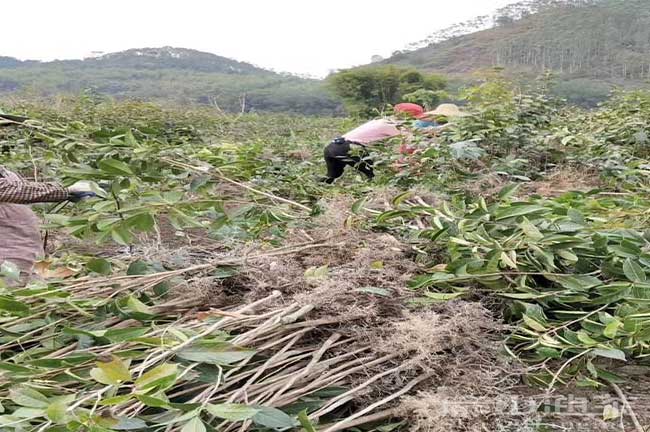 柳州大果油茶苗