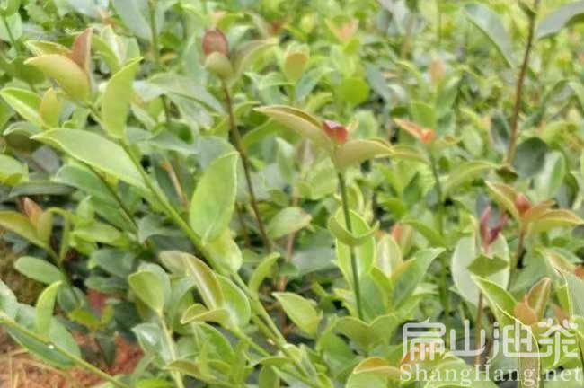 贛州（zhōu）茶籽樹種植