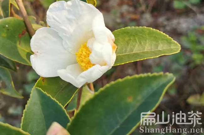 攸縣白花油（yóu）茶苗