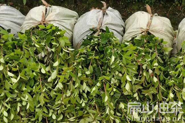 景德（dé）鎮嫁接油茶苗