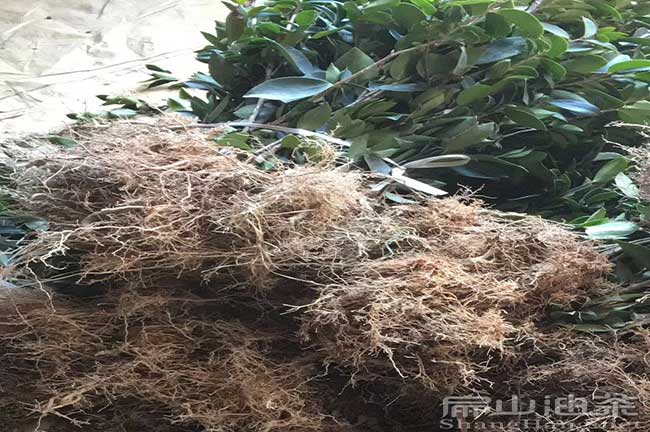 油茶種植（zhí）成活率