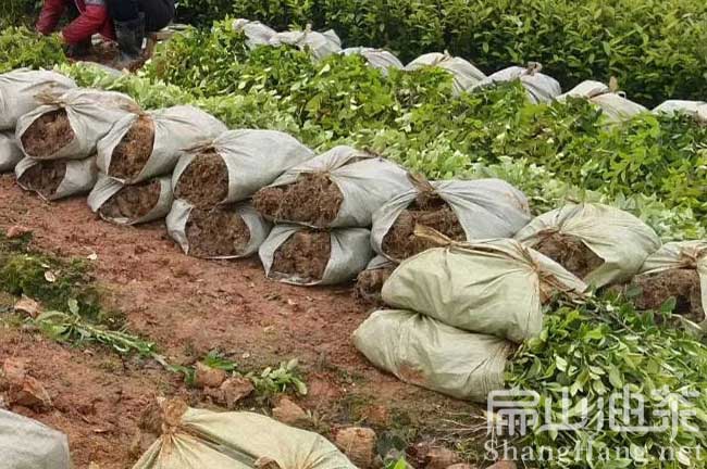 邵陽油茶基地