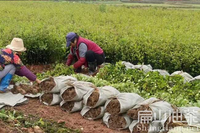 福建閩優茶苗（miáo）