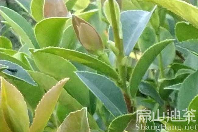 株洲（zhōu）油茶苗批發