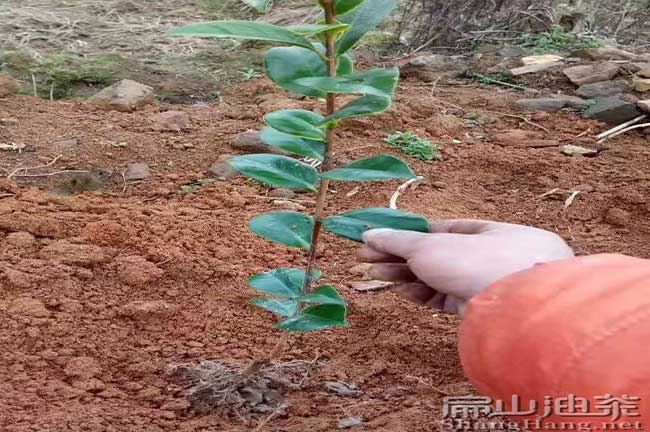 油（yóu）茶種植技術