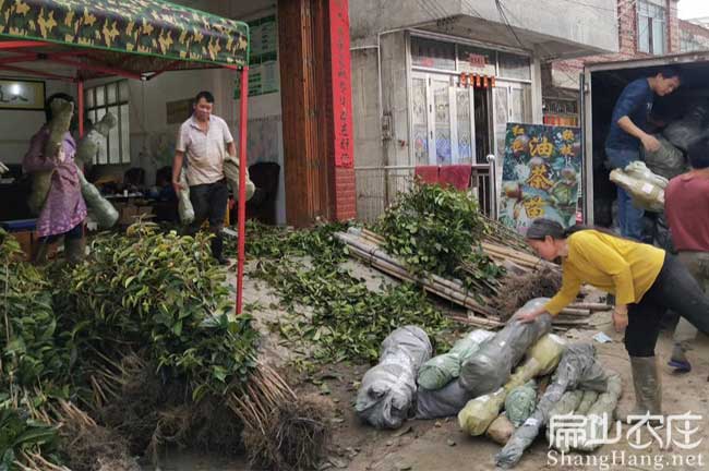 福州（zhōu）油茶基（jī）地