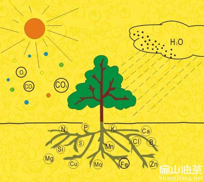 茶樹種植施肥