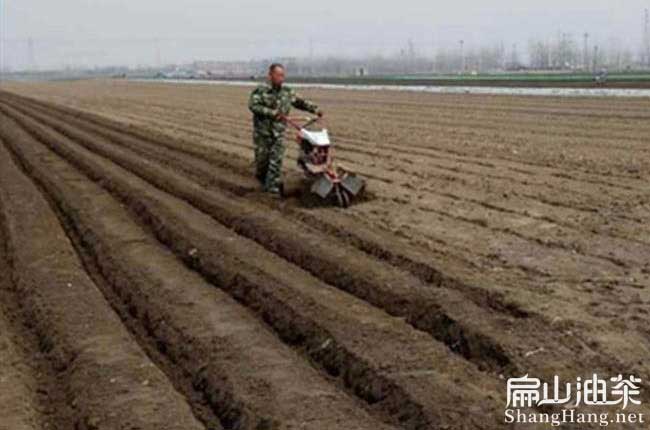 茶樹（shù）種植整地