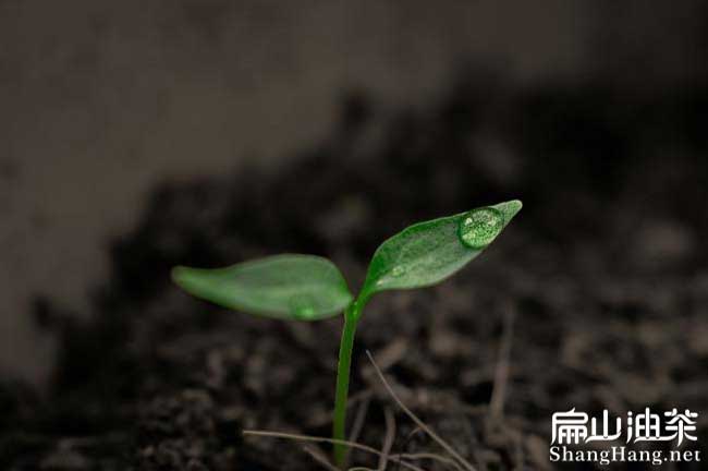 茶樹苗（miáo）種植土質