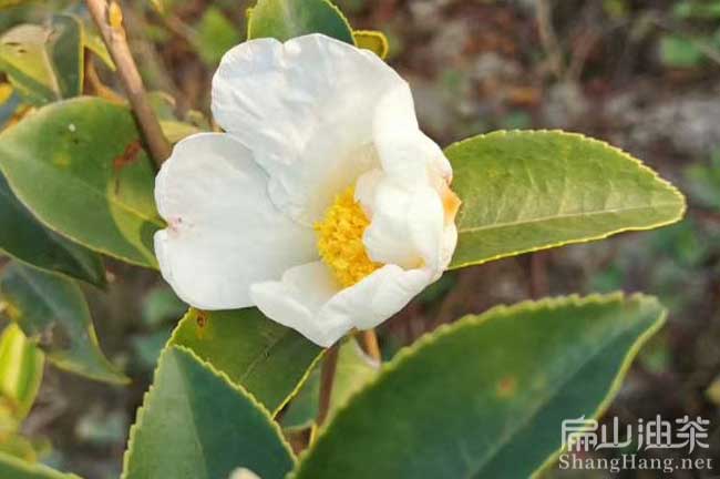 江西長林白花油茶苗