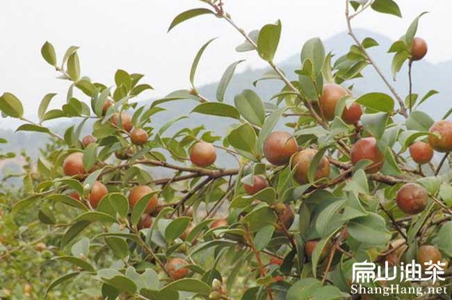 福建高產油茶樹苗