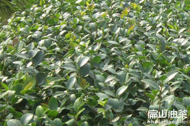 閩優48號油（yóu）茶苗