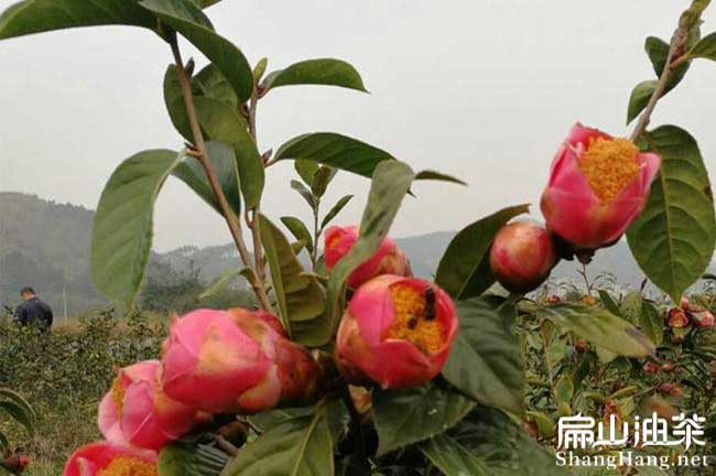 浙江大果紅花油茶苗