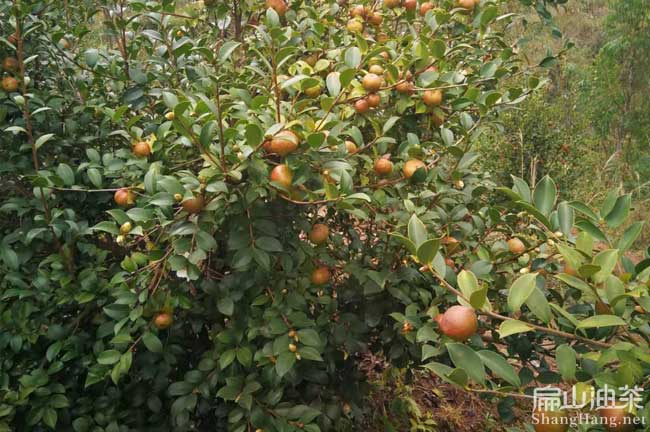 茶籽樹（shù）管理