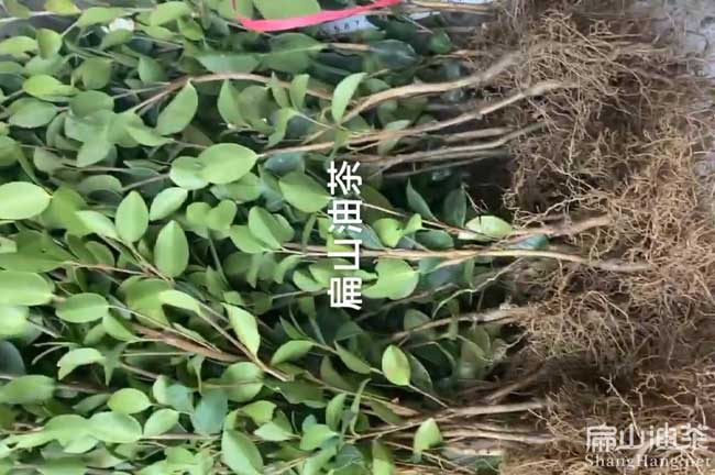 遵義長林油茶苗