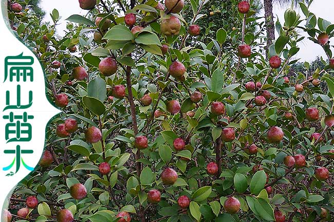 紅果油茶樹種植