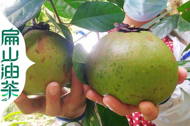 鷹潭大果油茶苗