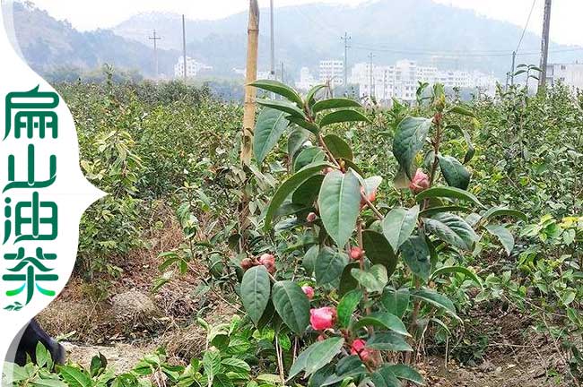 岑溪大果油茶（chá）苗