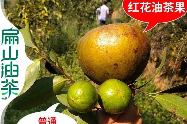 小果油（yóu）茶苗