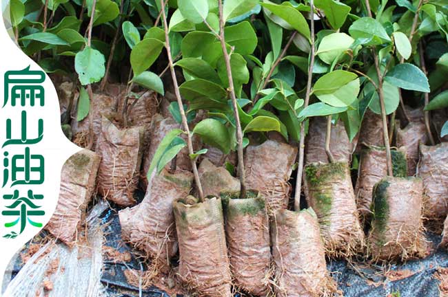 大果油茶杯苗