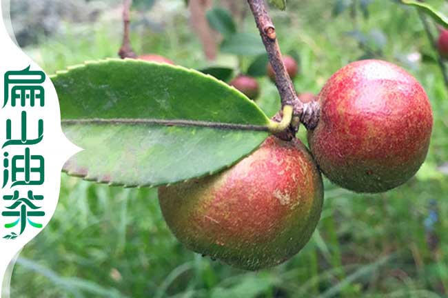 長林油茶樹