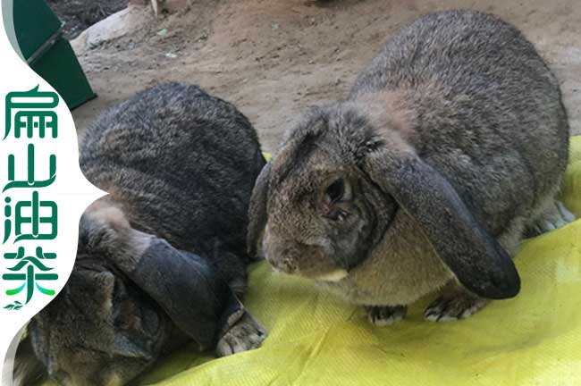 潮州公羊兔養殖