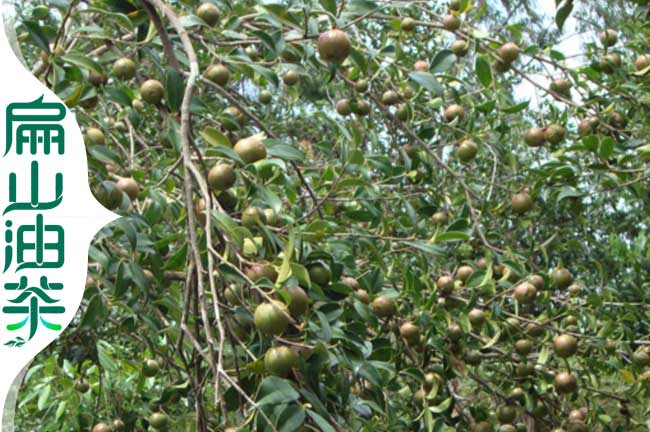 長青果油茶苗