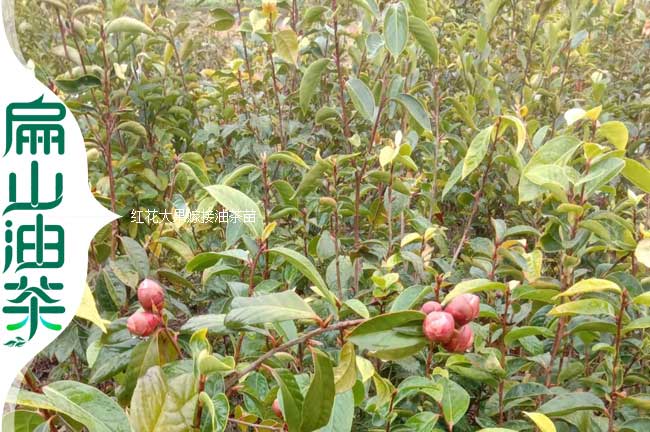 大果嫁接油茶苗