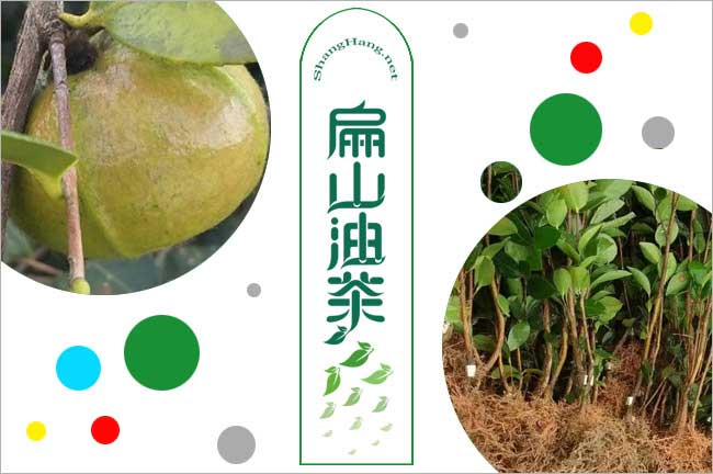 廣西油茶苗（miáo）批發