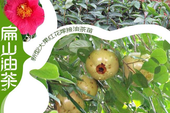 油（yóu）茶種（zhǒng）植前（qián）景