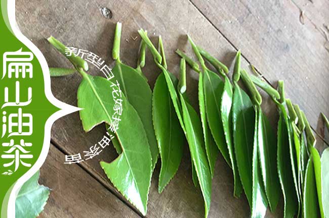 嫁（jià）接油茶（chá）苗