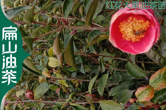 廣西大紅花油茶苗（miáo）