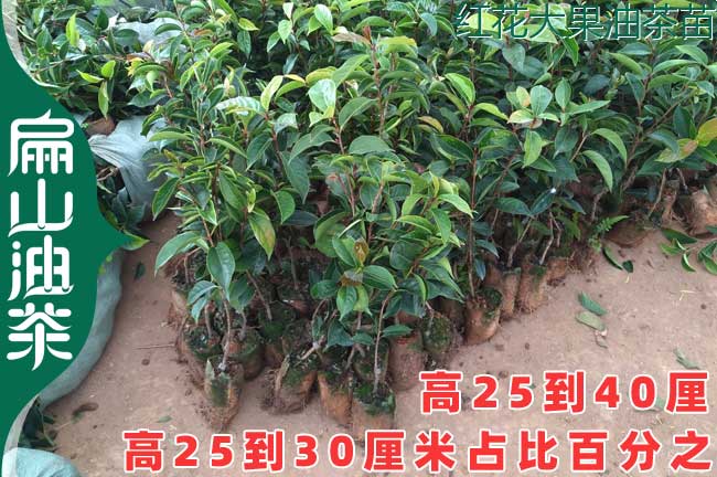 [長林油茶（chá）苗批發]江西新型油（yóu）茶苗培育基地53號（hào）18號（hào）0.8元/珠