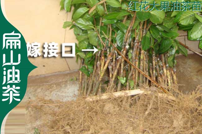 福建大果油茶苗