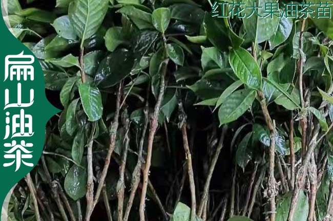 1年大果油茶苗