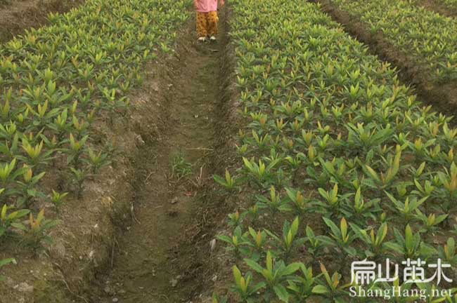 夏壩鎮東魁楊梅苗