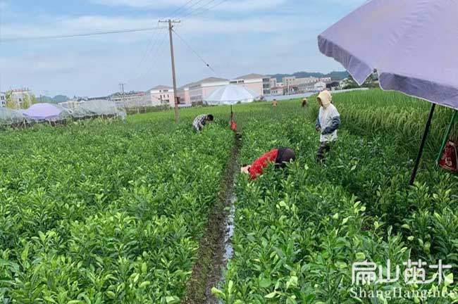 綦江楊梅苗種植