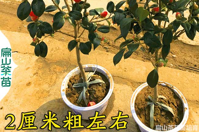 宜春2公（gōng）分茶花苗培育