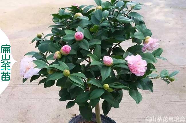 贛州五色茶（chá）花苗批（pī）發