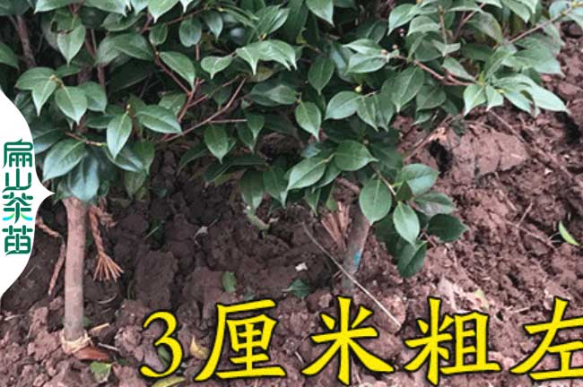 開封3厘米茶花苗培育