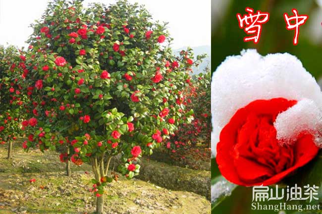 江西紅花大果油茶苗（miáo）