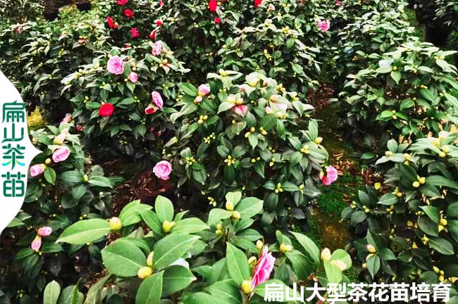 龍岩5色（sè）茶花小杯苗批（pī）發