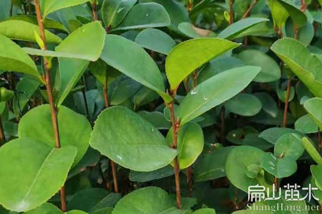 濮（pú）陽油茶（chá）苗（miáo）