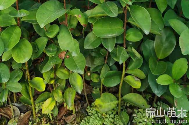 永定（dìng）油茶種植