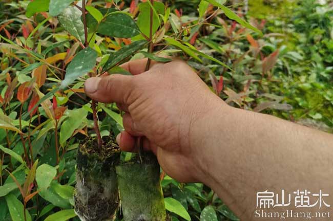 綿（mián）陽油茶苗批發