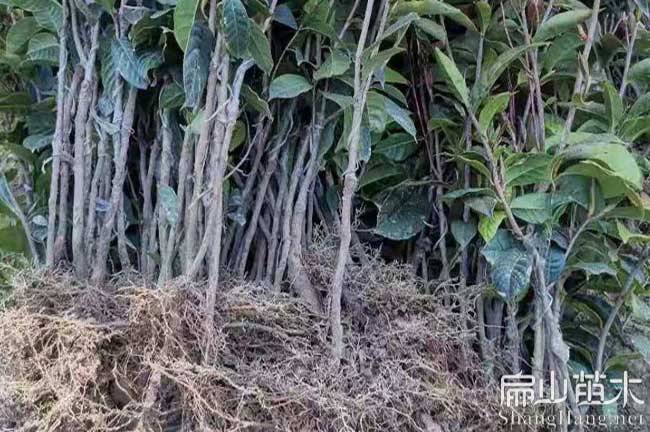 佛山大果紅花油茶苗