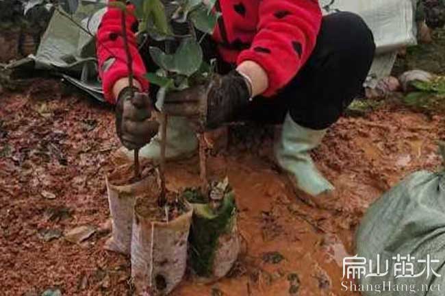 餘幹油茶杯苗培育