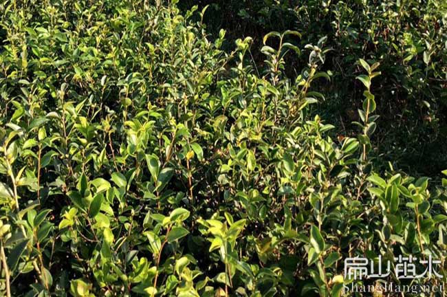 鷹潭油茶苗（miáo）批發