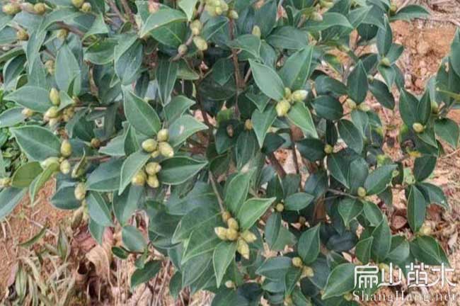 灌陽中科油茶（chá）苗批發